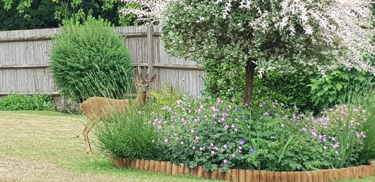 Bed and Breakfast Ha'Penny Acre Sherfield English Exteriér fotografie